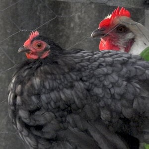 Two Chickens