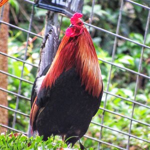 Random Neighbor’s Rooster