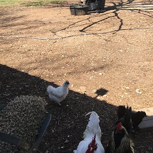 Chickens 7.JPG