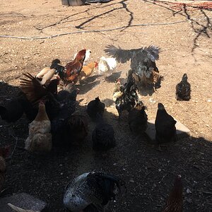 Chickens 13.JPG