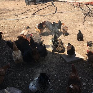 Chickens 14.JPG