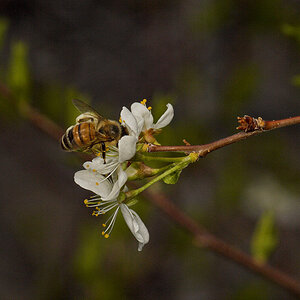Honeybee_U5135231_05-13-2021-001.jpg