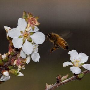 Honeybee_X5125266_05-12-2021-001.jpg