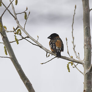 Black-headed_grosbeak_X5145293_05-14-2021-001.jpg