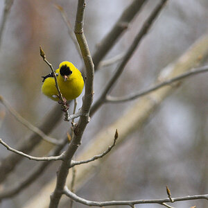 American_goldfinch_X5145275_05-14-2021-001.jpg