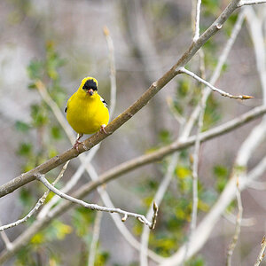American_goldfinch_X5145276_05-14-2021-001.jpg