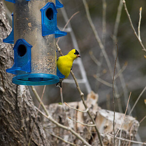 American_goldfinch_X5145282_05-14-2021-001.jpg