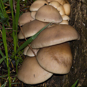 Oyster_mushrooms_X5165322_05-16-2021-001.jpg