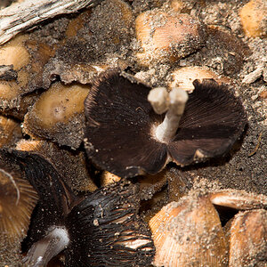 Mushrooms_X5195484_05-19-2021-001.jpg