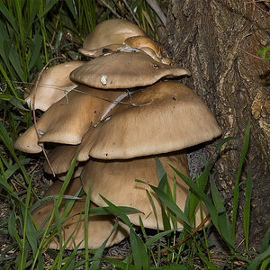 Oyster_mushrooms_X5195501_05-19-2021-001.jpg