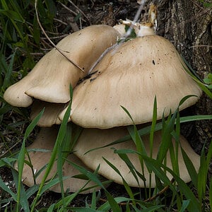 Oyster_mushrooms_X5215512_05-21-2021-001.jpg