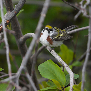 Chestnut-sided_warbler_X5235606_05-23-2021-001.jpg