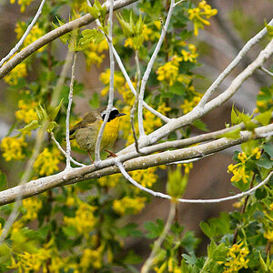 Common_yellowthroat_X5235630_05-23-2021-001.jpg