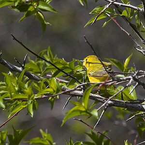 Yellow_warbler_X5225568_05-22-2021-001.jpg