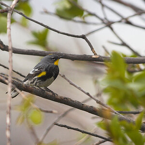 Yellow-rumped_warbler_X5235610_05-23-2021-001.jpg