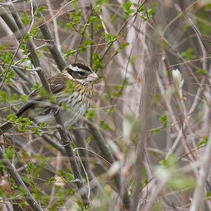 Rose-breasted_grosbeak_X5235613_05-23-2021-001.jpg