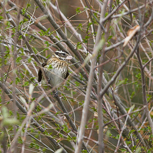 Rose-breasted_grosbeak_X5235629_05-23-2021-001.jpg