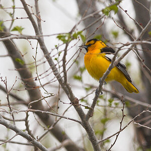 Bullock's_oriole_X5215554_05-21-2021-001.jpg