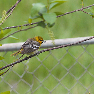 Bullock's_oriole_X5215559_05-21-2021-001.jpg