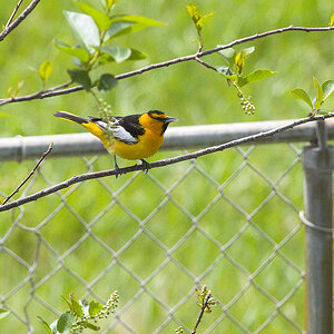 Bullock's_oriole_X5225567_05-22-2021-001.jpg