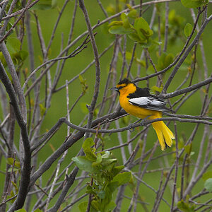 Bullock's_oriole_X5235581_05-23-2021-001.jpg