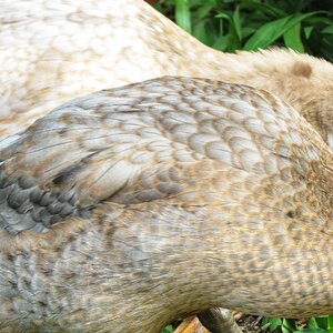 Nalu’s Side Feathers