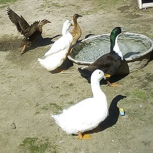 Lake, Oreo, Donald, daisy and our unnamed lady duck by the water.