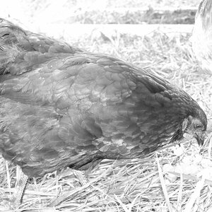 DSCF0537.jpg