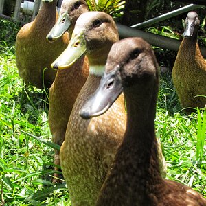 Duck Squad!