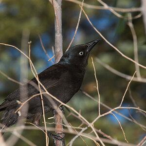 Grackle_X6095782_06-09-2021-001.jpg
