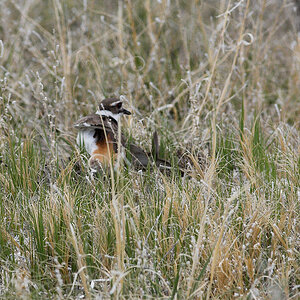 Killdeer_X6055748_06-05-2021-001.jpg