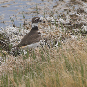 Killdeer_X6055758_06-05-2021-001.jpg