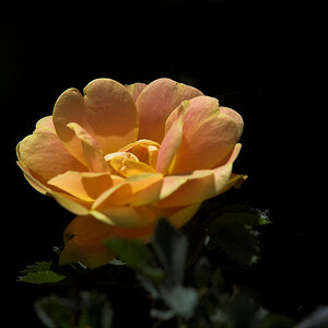 Harison's_yellow_rose_X6185981_06-18-2021-001.jpg