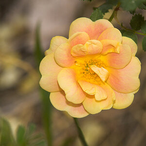 Harison's_yellow_rose_X6185989_06-18-2021-001.jpg
