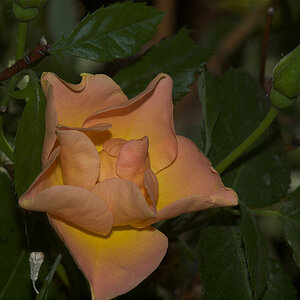 Morden_sunrise_rose_X6175924_06-17-2021-001.jpg