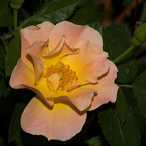 Morden_sunrise_rose_X6175932_06-17-2021-001.jpg