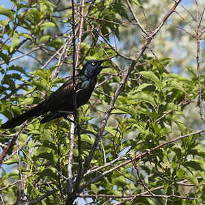 Grackle_X6155914_06-15-2021-001.jpg