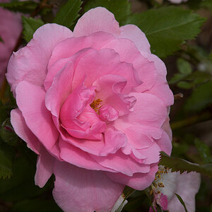 Prairie_Joy_rose_X6206011_06-20-2021-001.jpg