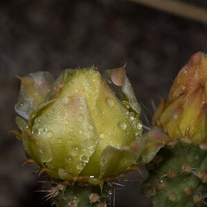 Prickly_pear_cactus_X6216018_06-21-2021-001.jpg