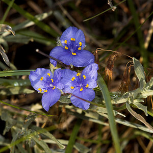 Spiderwort_X6216015_06-21-2021-001.jpg