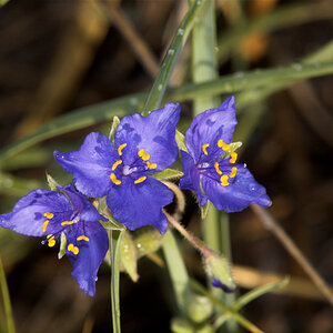 Spiderwort_X6216016_06-21-2021-001.jpg