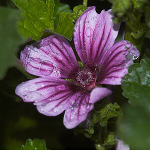 Malva_zebrina_X6276075_06-27-2021-001.jpg