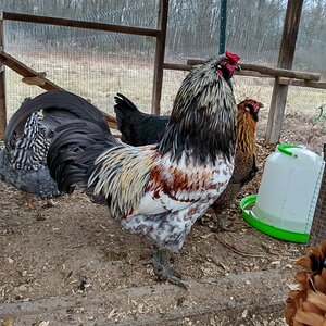 Bunny the Rooster