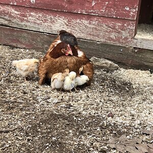 IMG_2798chicks with mommmmmm.jpg