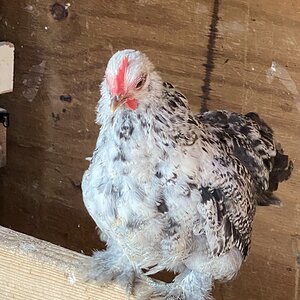 IMG_3033JPG STIX.jpg