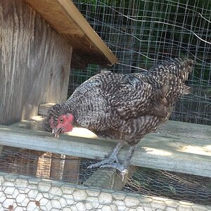 Shadow the barred cockerel.JPG