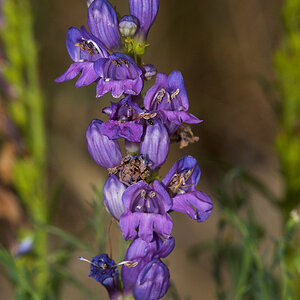 Penstemon_X7016124_07-01-2021-001.jpg