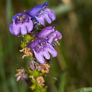 Penstemon_X7016125_07-01-2021-001.jpg