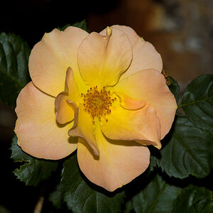 Morden_Sunrise_rose_X6296087_06-29-2021-001.jpg