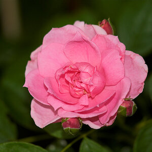 Prairie_Joy_rose_X7016112_07-01-2021-001.jpg